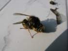 Photo Number 5