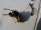 Photo Number 6