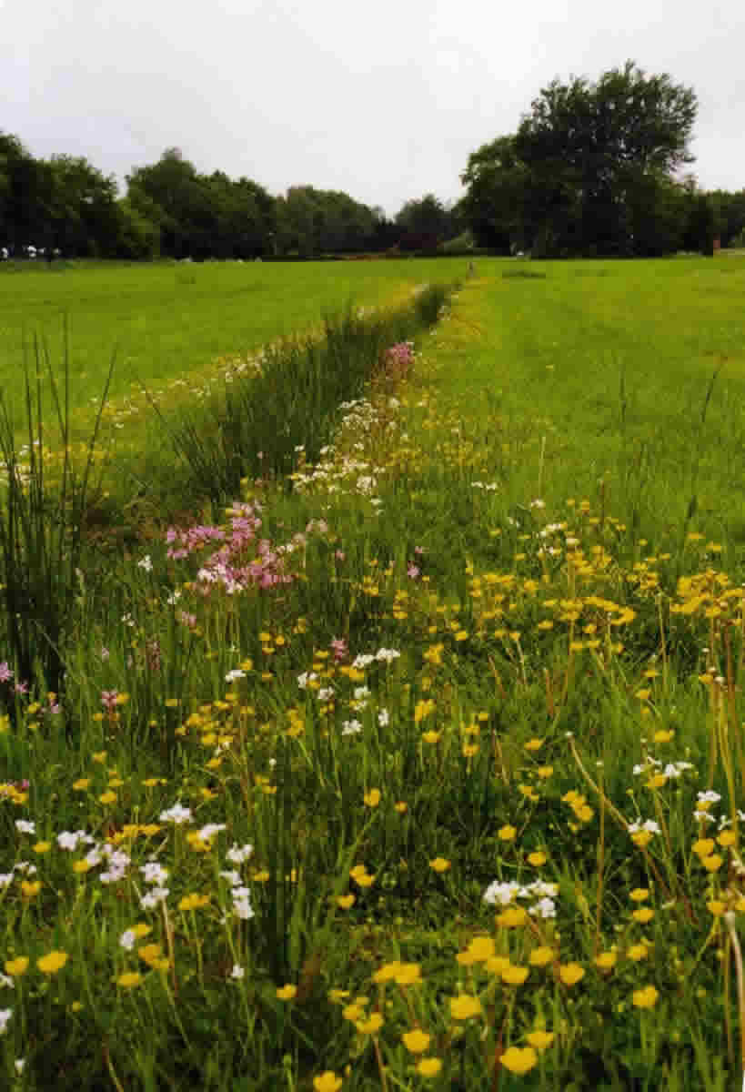 Bloemensloot in het Rhanerveld