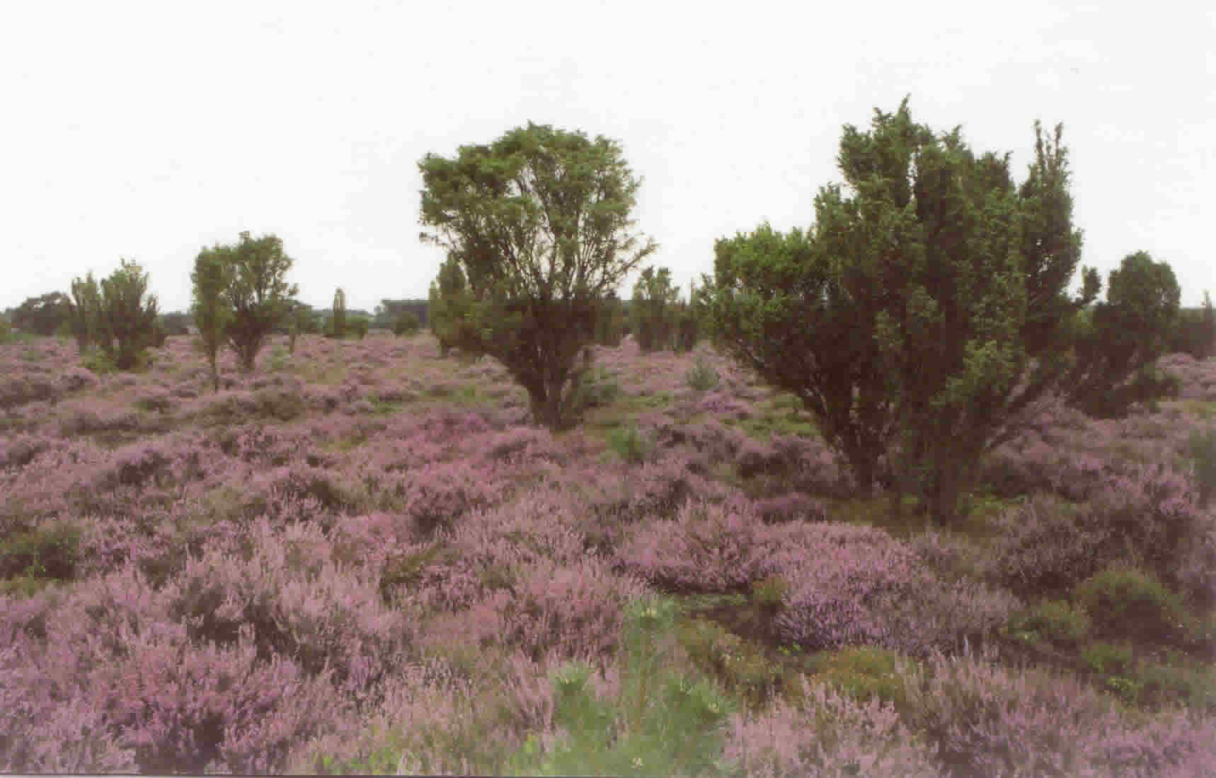 Bloeiende Struikhei met de wettelijk beschermde Jeneverbes (Hexel)